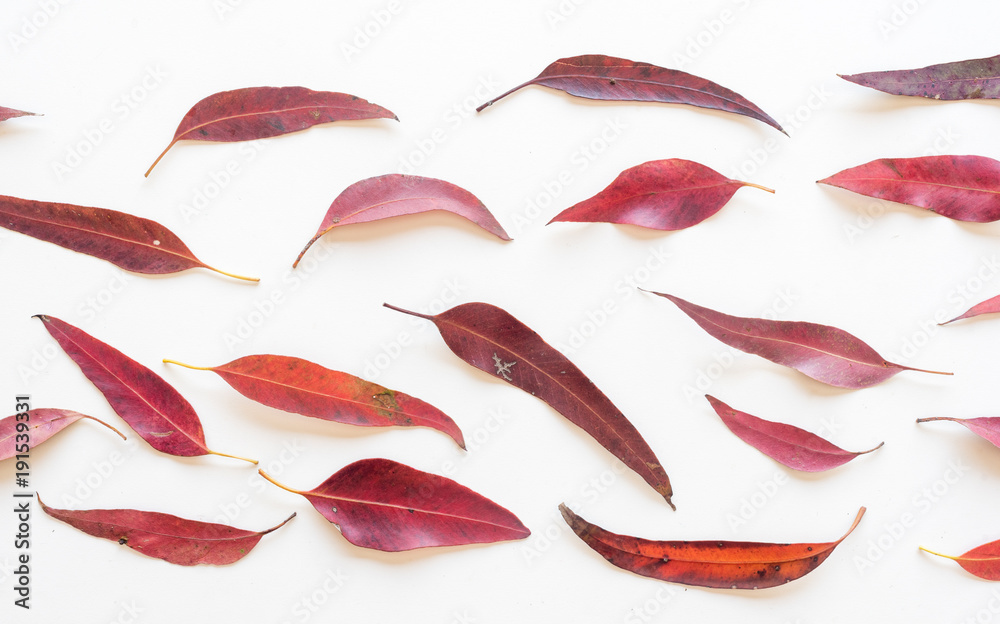 Directly above view of red eucalyptus leaves arranged on white background Directly above view of red eucalyptus leaves arranged on white background
