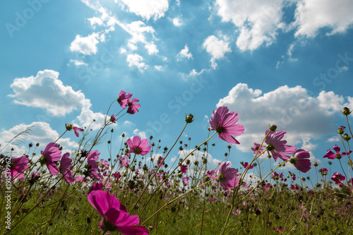 pink cosmos field and sky