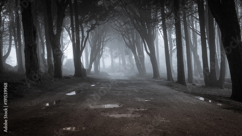 Path in a forest covered with mist. Arched tree branches