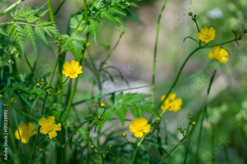 Fototapeta Naklejka Na Ścianę i Meble -  Little yellow Buttercups flowers of Genus Ranunculus over a green grass background on a bright sunny day