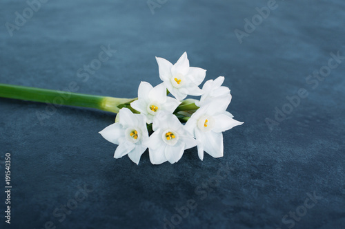 Fototapeta Naklejka Na Ścianę i Meble -  Single stem of delicate white narcissus flowers