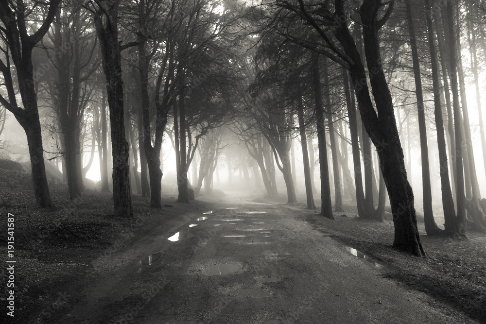 Fototapeta premium Path in a forest covered with mist. Arched tree branches