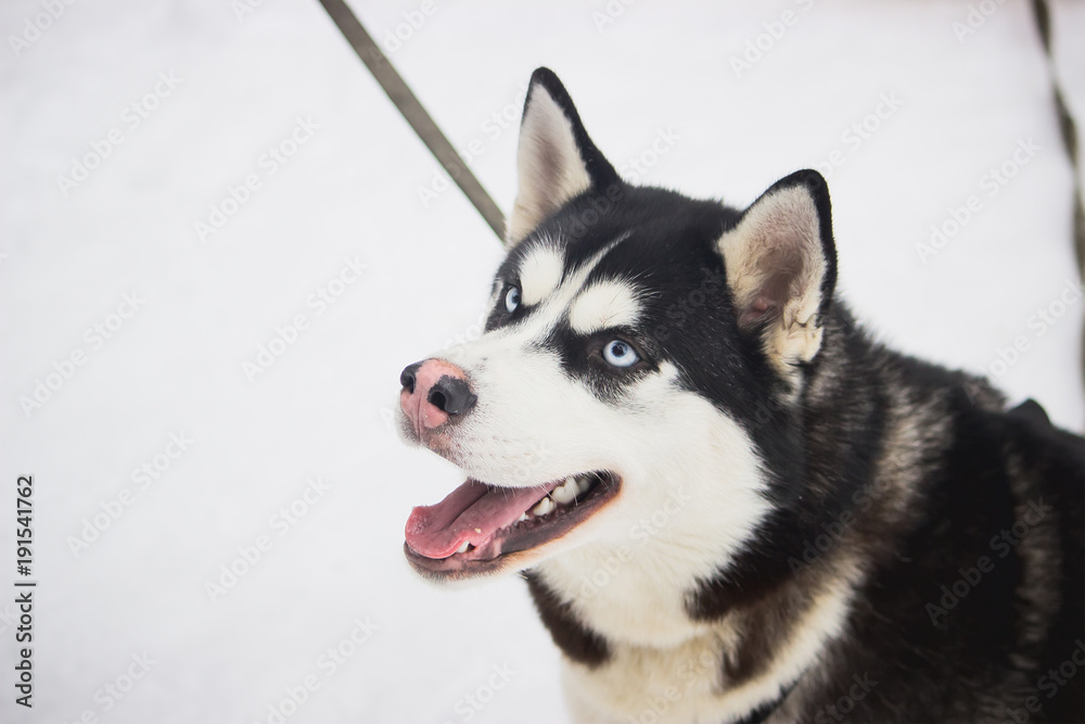 Siberian Husky dog black and white colour with blue eyes