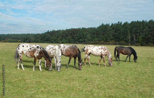 horse horses koń konie