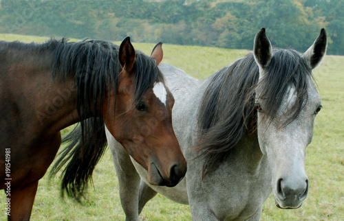 Fototapeta Naklejka Na Ścianę i Meble -  horse horses koń konie