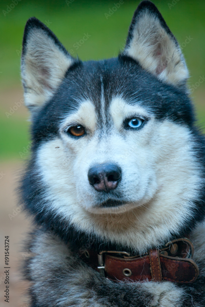 Dog husky with different color eyes. Portrait