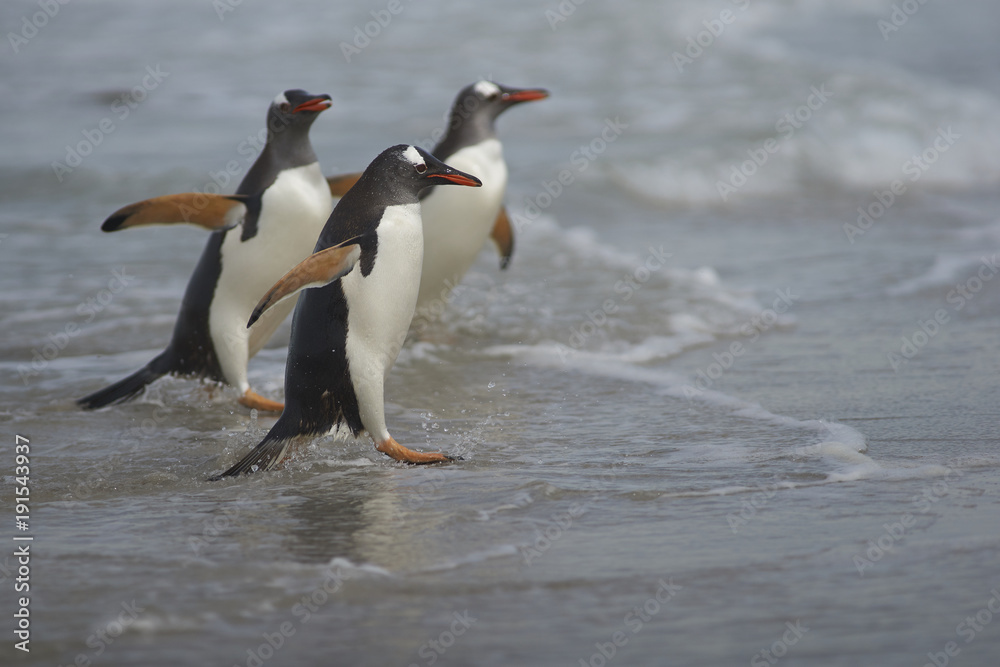Naklejka premium Gentoo Penguins (Pygoscelis papua) emerging from the sea onto a large sandy beach on Bleaker Island in the Falkland Islands.
