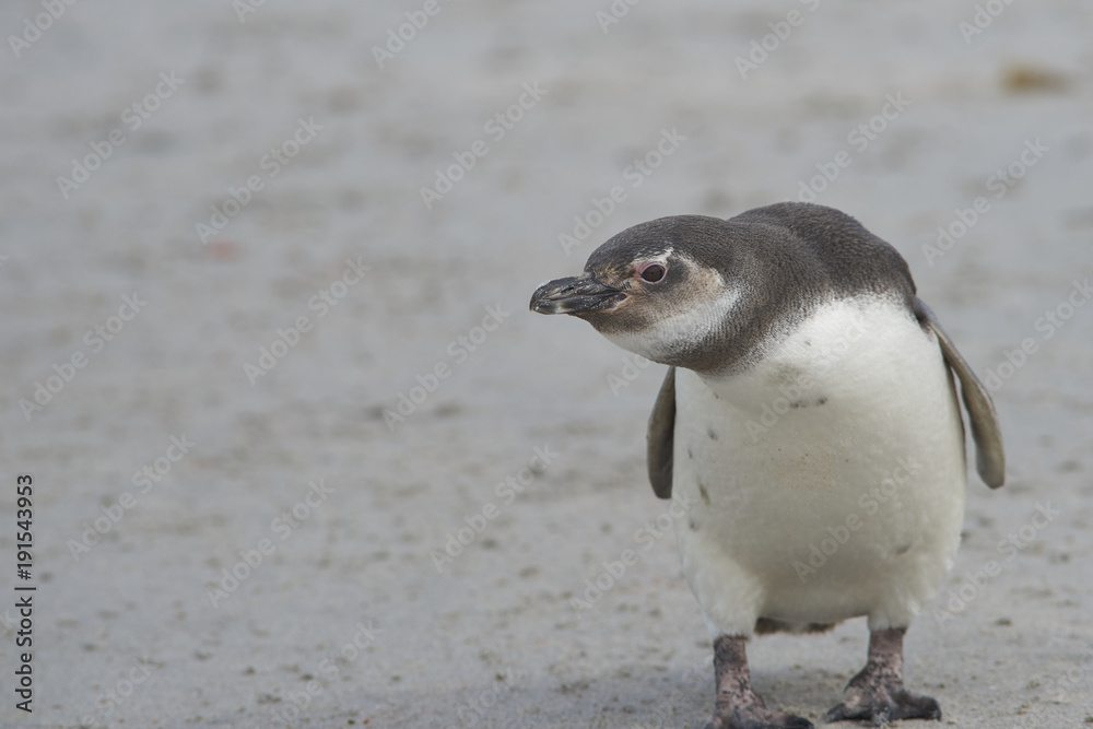 Fototapeta premium Young Magellanic Penguin (Spheniscus magellanicus) on Bleaker Island in the Falkland Islands.
