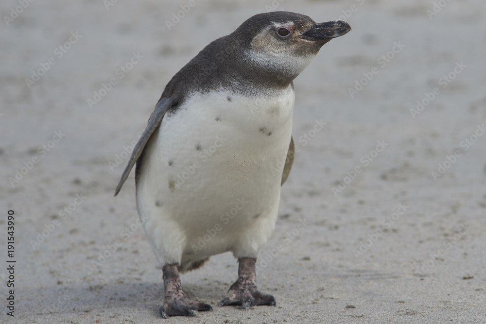 Obraz premium Young Magellanic Penguin (Spheniscus magellanicus) approaches the sea on Bleaker Island in the Falkland Islands.