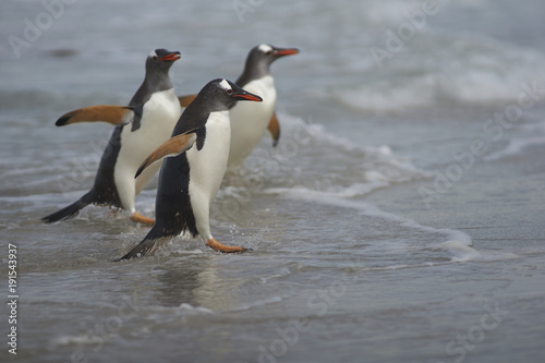 Gentoo Penguins  Pygoscelis papua  emerging from the sea onto a large sandy beach on Bleaker Island in the Falkland Islands.