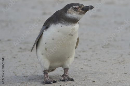 Young Magellanic Penguin  Spheniscus magellanicus  approaches the sea on Bleaker Island in the Falkland Islands.