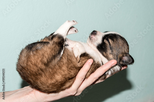 The little dog with a red-haired with black fur. 