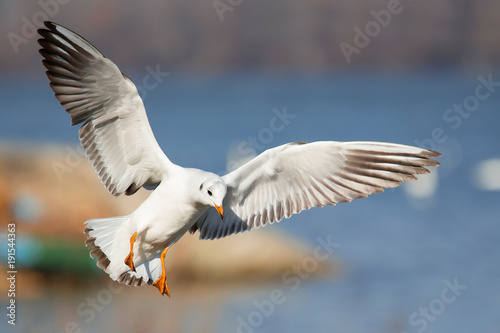 Black-headed gull, Chroicocephalus ridibundus ,winter plumage, while spreading it's wings, landing on the river, against blurry background © Nemanja