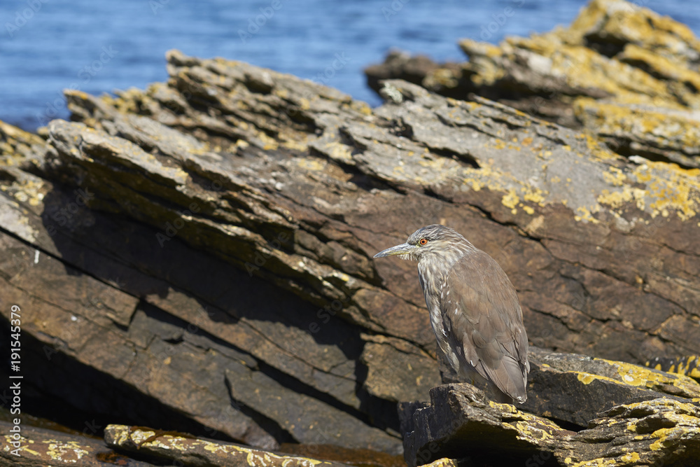 Fototapeta premium Black-crowned Night-heron (Nycticorax nycticorax falklandicus) hunting amongst rock pools along the coast of Carcass Island in the Falkland Islands.