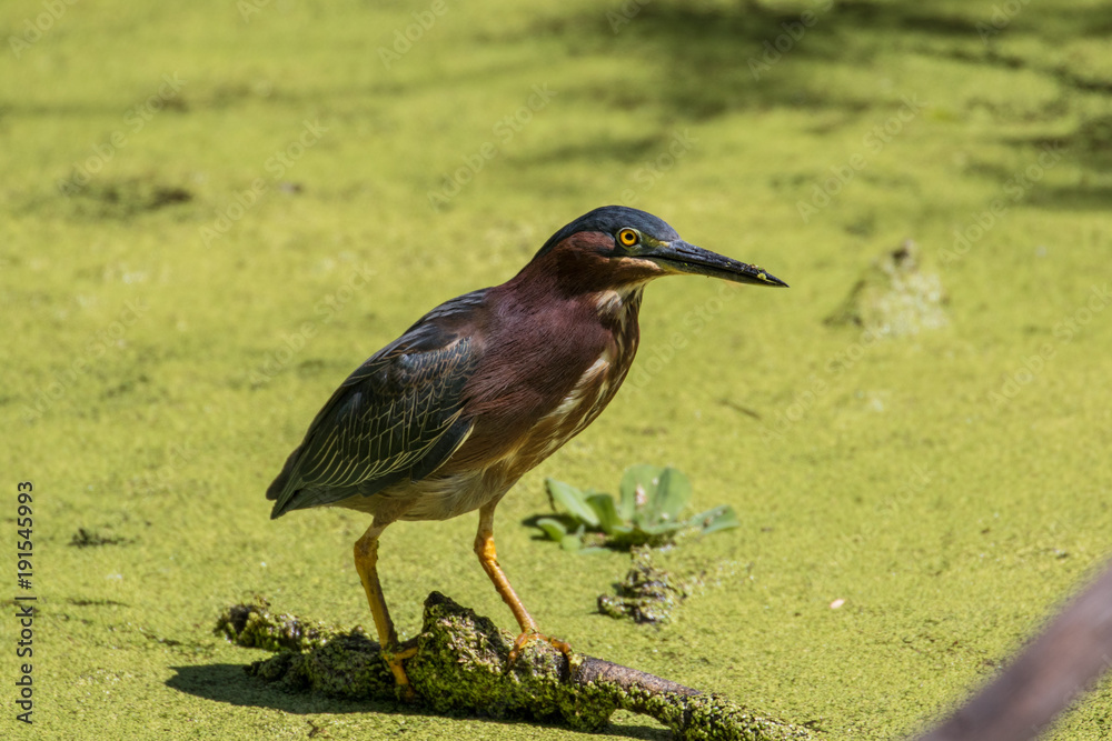 Green heron perched on a fallen tree branch in the flora filled marsh water Green heron perched on a fallen tree branch in the flora filled marsh water