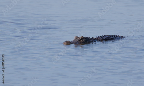 Isolated american alligator lazily floating in a lake © Kristin