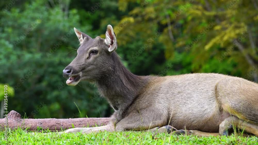 Brown Deer Laying and chewing in Khao yai national park,Thailand Brown Deer Laying and chewing in Khao yai national park,Thailand