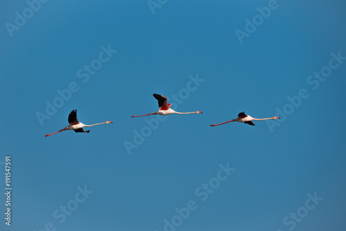 Cuadro en lienzo Flamingoes at lake kerkini