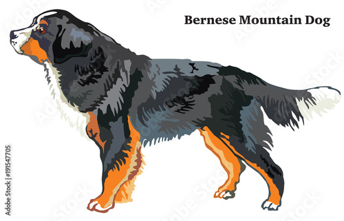 Colored decorative standing portrait of Bernese Mountain Dog vector illustration