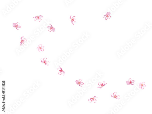 Flying Pink Cherry Blossom, Realistic Vector Background. Beautiful Sakura Soft Romantic Illustration. Wedding Decoration, Flying Pink Cherry Blossom, Love Magic Design. Cool Showering Blooming Sakura