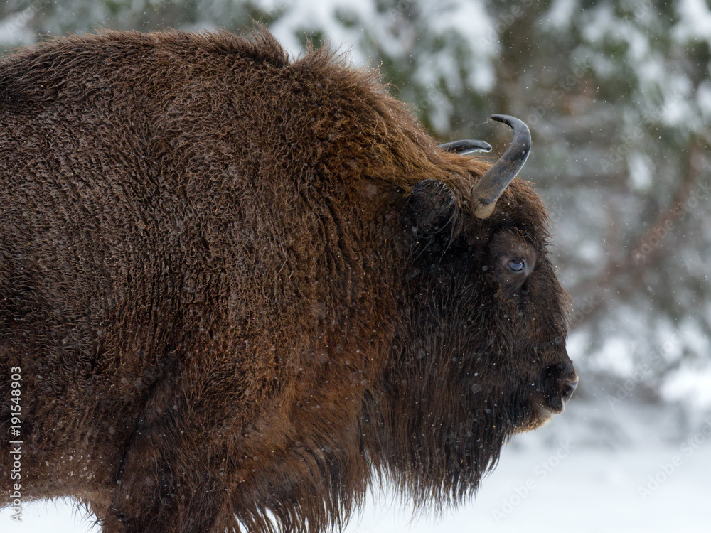 Motherly Bison Close Up. Adult Wild European Brown Bison ( Bison Bonasus ) In Winter Time. Adult Aurochs ( Wisent ), Symbol Of The Republic Of Belarus. Wild European Wood Bison,Bull (Male). Belarus