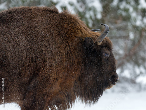 Obraz na płótnie Motherly Bison Close Up. Adult Wild European Brown Bison ( Bison Bonasus ) In Winter Time. Adult Aurochs ( Wisent ), Symbol Of The Republic Of Belarus. Wild European Wood Bison,Bull (Male). Belarus w salonie