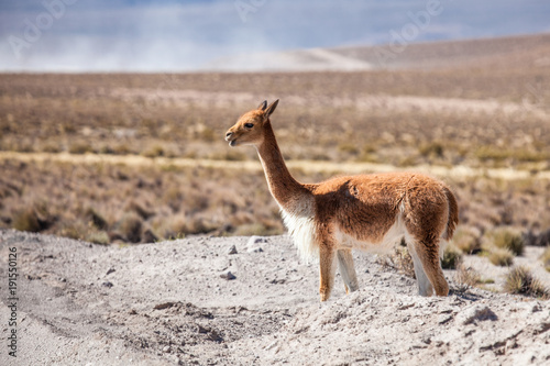 Vicuña in the Andes