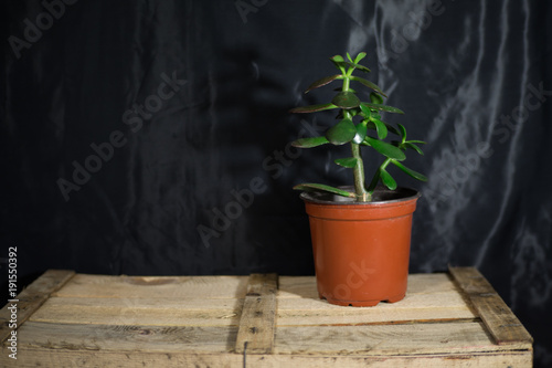 money tree on a wooden box