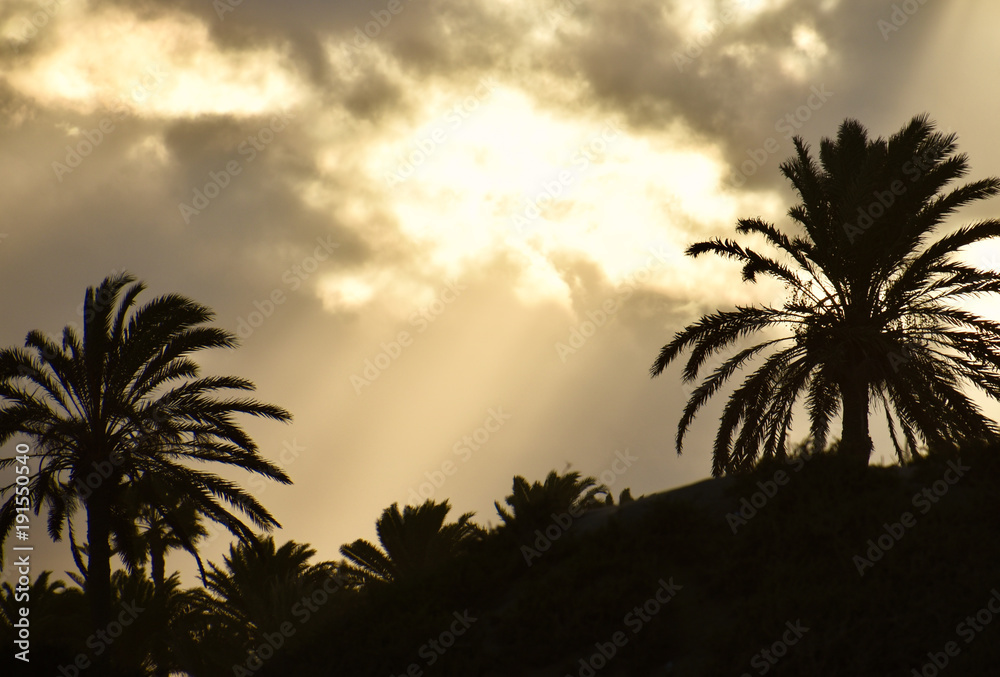 Palms at Gran Canaria at sunset