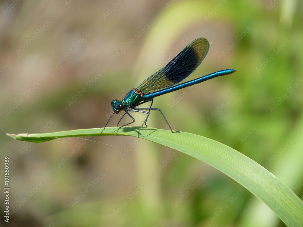 Banded Demoiselle, Brandon Marsh, Warwickshire, UK Banded Demoiselle, Brandon Marsh, Warwickshire, UK