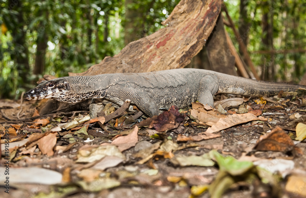 Varan called monitor lizzard in Sabang Park, Palawan, Philippines. Varan called monitor lizzard in Sabang Park, Palawan, Philippines.