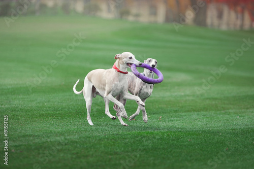 two grayhounds dog are playing with ruber ring in park