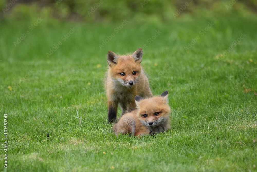 Fototapeta premium Two Baby Foxes