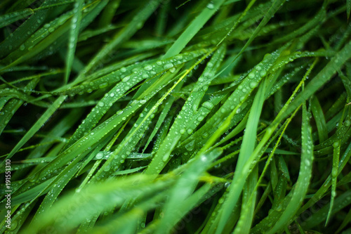 Tall green grass with dew drops on it. Juicy grass after summer rain.