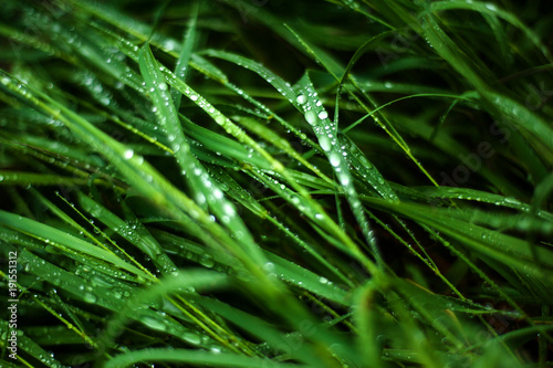 Tall green grass with dew drops on it. Juicy grass after summer rain.