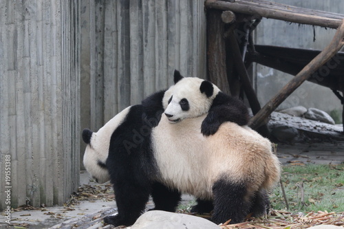 Fototapeta Naklejka Na Ścianę i Meble -  Mother Panda and her Cub