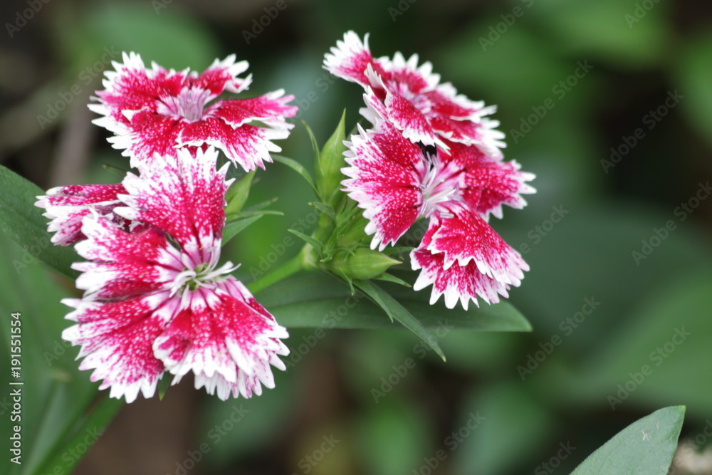 Close up Red Blooming Carnation Flower Close up Red Blooming Carnation Flower