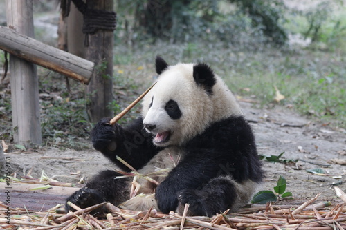 Fototapeta Naklejka Na Ścianę i Meble -  Little Panda Cub on plays on the Playground,China