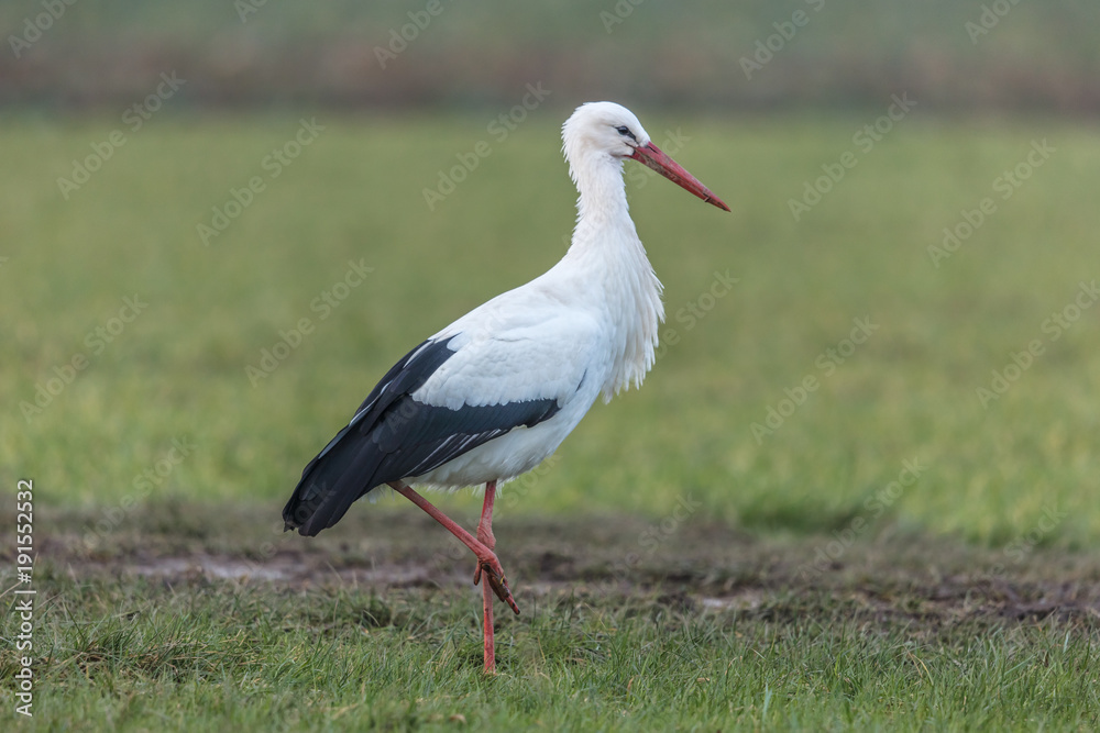 storch auf der wiese storch auf der wiese