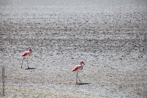 2 Flamingos in the Andes