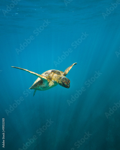 Photography Hawaiian Green Sea Turtle in Flight