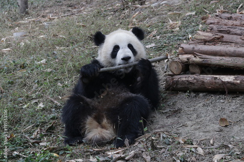 Fototapeta Naklejka Na Ścianę i Meble -  Cute Giant Panda Cub in China
