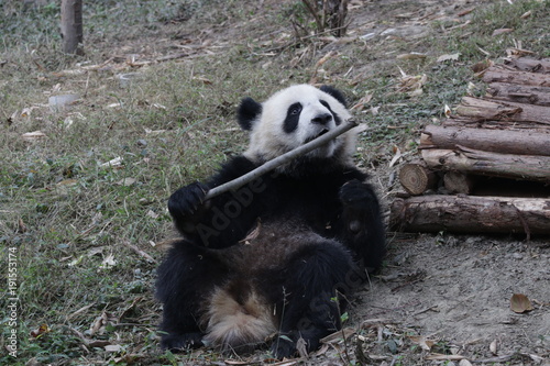 Fototapeta Naklejka Na Ścianę i Meble -  Cute Giant Panda Cub in China