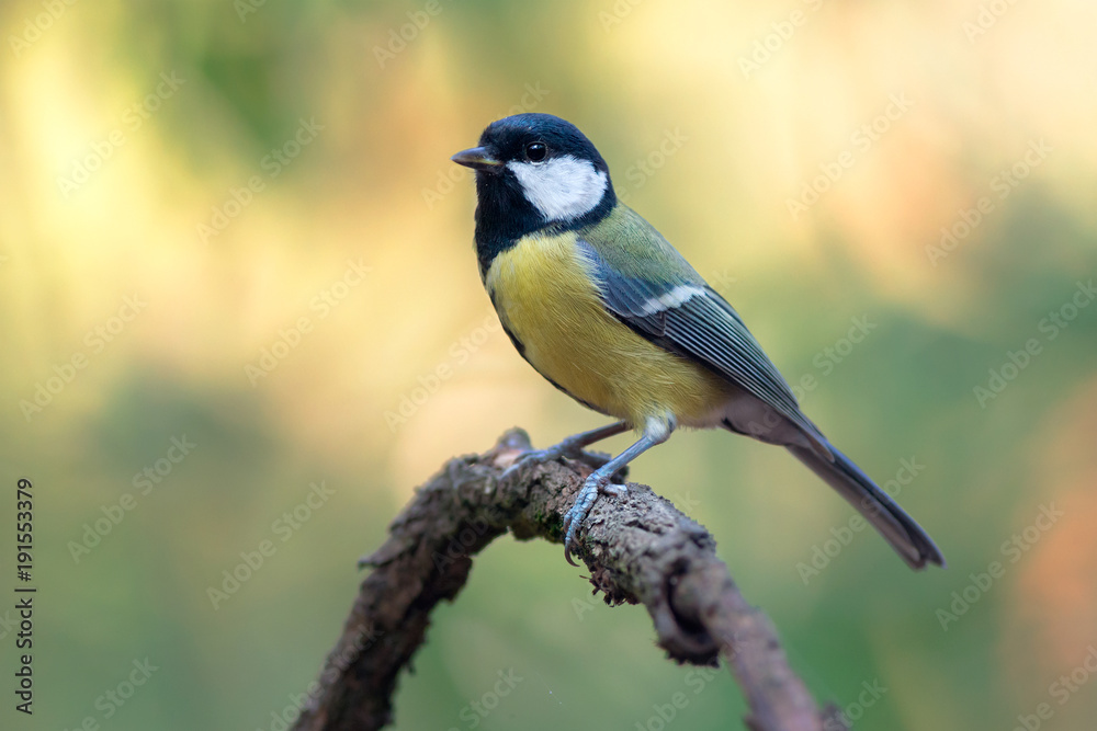 Great tit (Parus major) Great tit (Parus major)