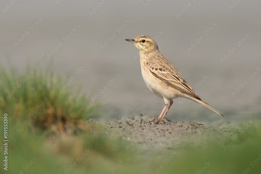 Tawny pipit Tawny pipit