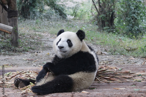 Fototapeta Naklejka Na Ścianę i Meble -  Cute Giant Panda Cub in China