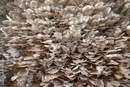 Many oyster mushrooms grow on a mushroom farm.