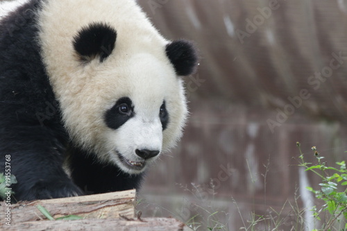 Fototapeta Naklejka Na Ścianę i Meble -  Cute Giant Panda Cub in China
