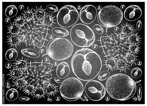 Hand Drawn of Plums and Prickly Pears on Chalkboard