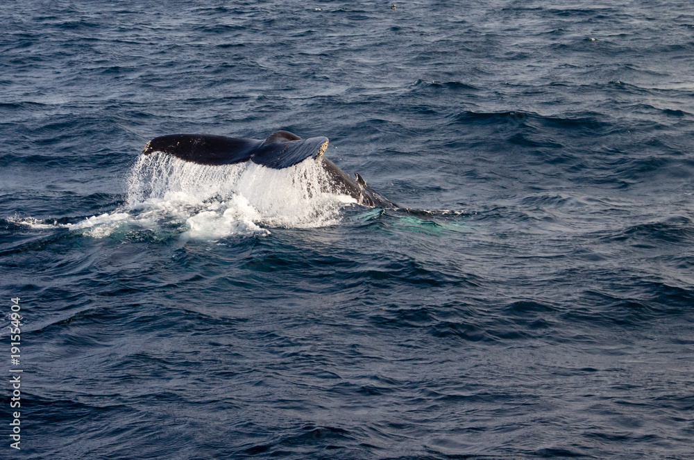 Naklejka premium Humpback Whale Tail Clearing Water Before Diving